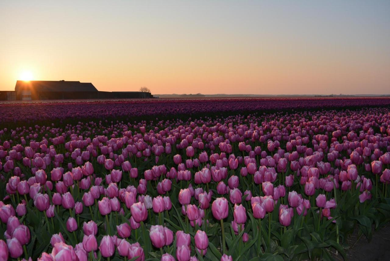 Camping De Tulpenweide Lege Kampeerplaats, Lege Plaats Op Het Gras Zonder Bed Breezand Exterior foto